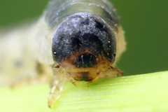 Allantus calceatus