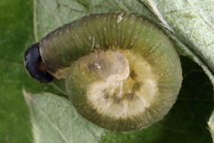 Allantus calceatus
