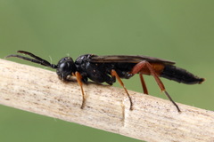 Allantus calceatus