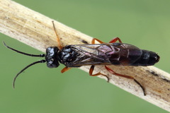 Allantus calceatus