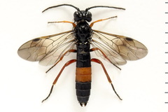 Allantus calceatus