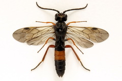 Allantus calceatus