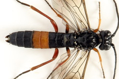 Allantus calceatus