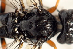 Allantus calceatus