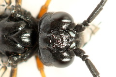Allantus calceatus