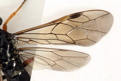 Allantus calceatus