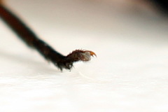Allantus calceatus