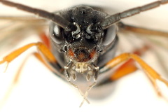 Allantus calceatus