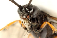 Allantus calceatus