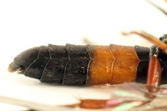 Allantus calceatus