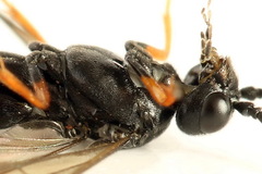 Allantus calceatus