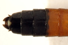 Allantus calceatus