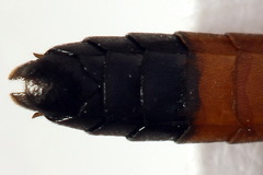 Allantus calceatus