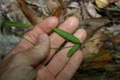 Leichhardtia coronata