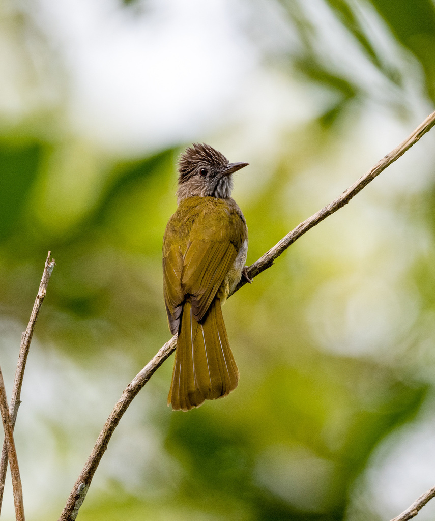 Mountain Bulbul