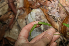 Leichhardtia coronata