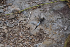 Orthetrum albistylum speciosum
