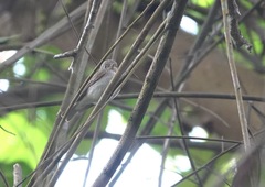 Muscicapa williamsoni