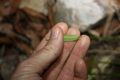 Leichhardtia coronata