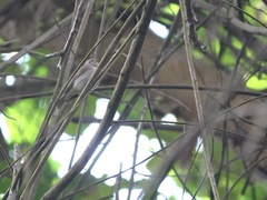 Muscicapa williamsoni