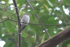 Muscicapa williamsoni