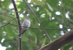 Muscicapa williamsoni
