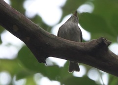 Muscicapa williamsoni