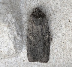 Lithophane antennata