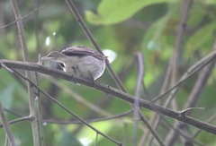 Muscicapa williamsoni