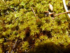 Leptodontium paradoxum