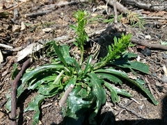 Anarrhinum