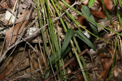 Leichhardtia coronata
