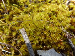 Leptodontium paradoxum