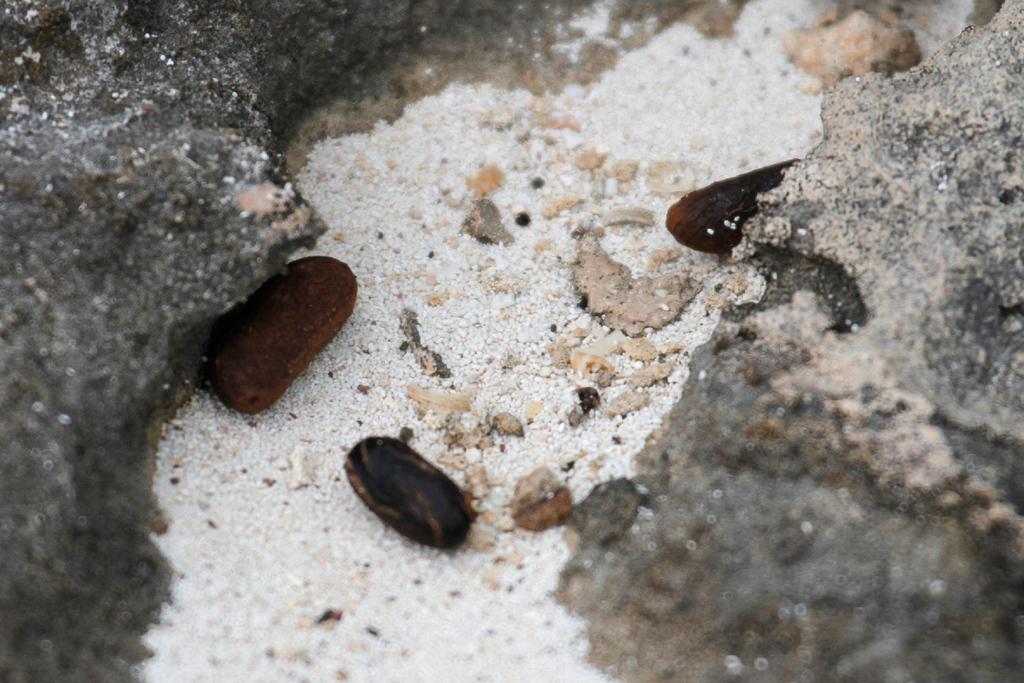 Bahamian Hutia (Geocapromys ingrahami) Know Your Mammals