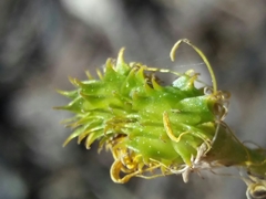 Ranunculus ollissiponensis