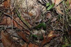 Leichhardtia coronata
