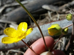 Ranunculus ollissiponensis