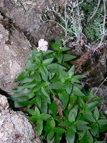 Centranthe a trois nervures (Centranthus trinervis)