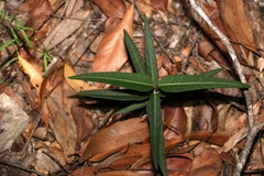 Leichhardtia coronata