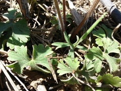 Ranunculus ollissiponensis