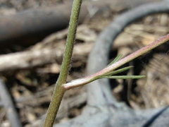 Ranunculus ollissiponensis