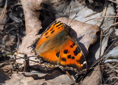 Nymphalis xanthomelas