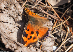 Nymphalis xanthomelas