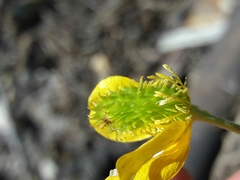 Ranunculus ollissiponensis