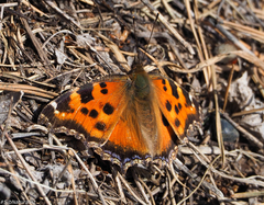 Nymphalis xanthomelas