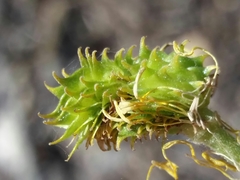 Ranunculus ollissiponensis