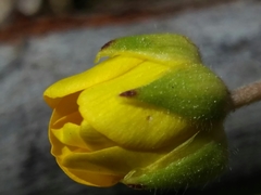 Ranunculus ollissiponensis
