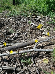 Ranunculus ollissiponensis