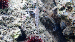 Gobius fallax