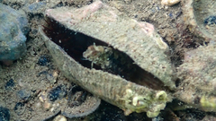 Parablennius tentacularis